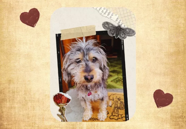 Hund, dessen Frisur sitzt.