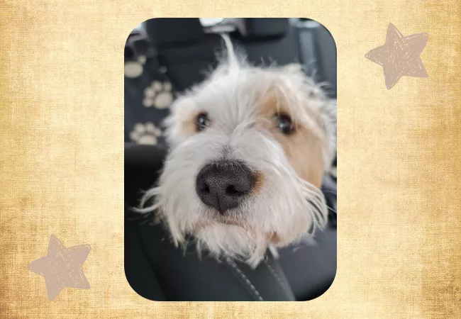 Hund Yoyo, dich anschauend